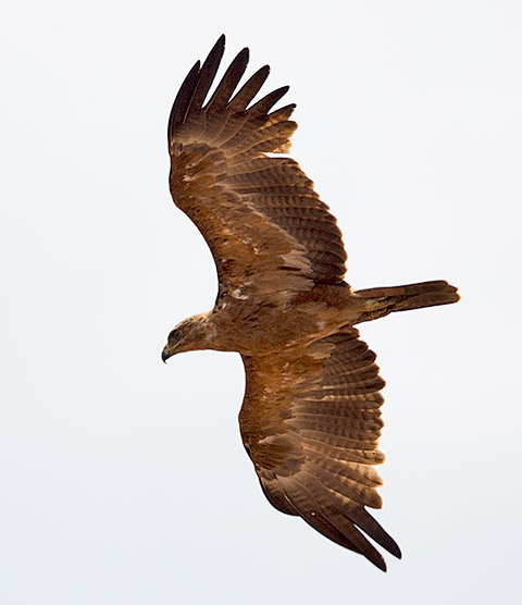 Tawny Eagle in flight